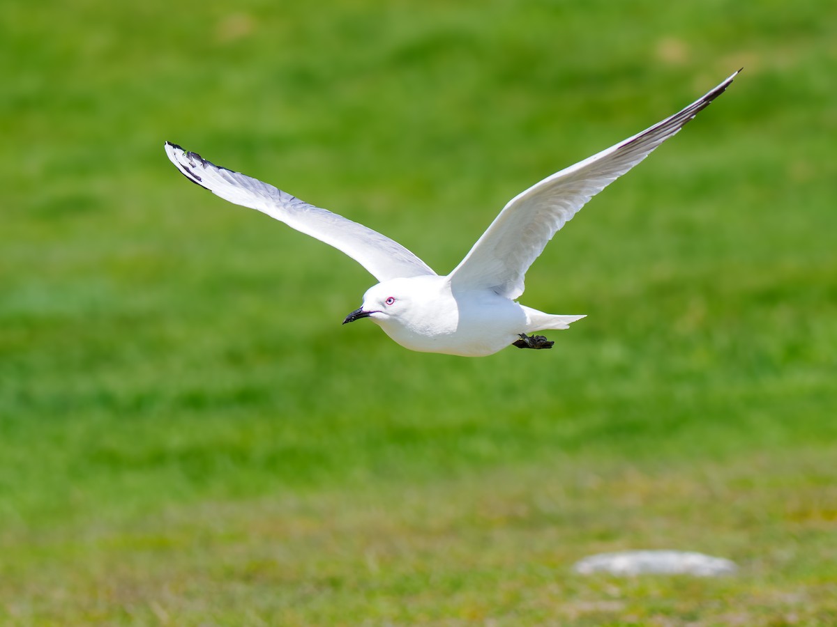 maorimåke - ML645892650