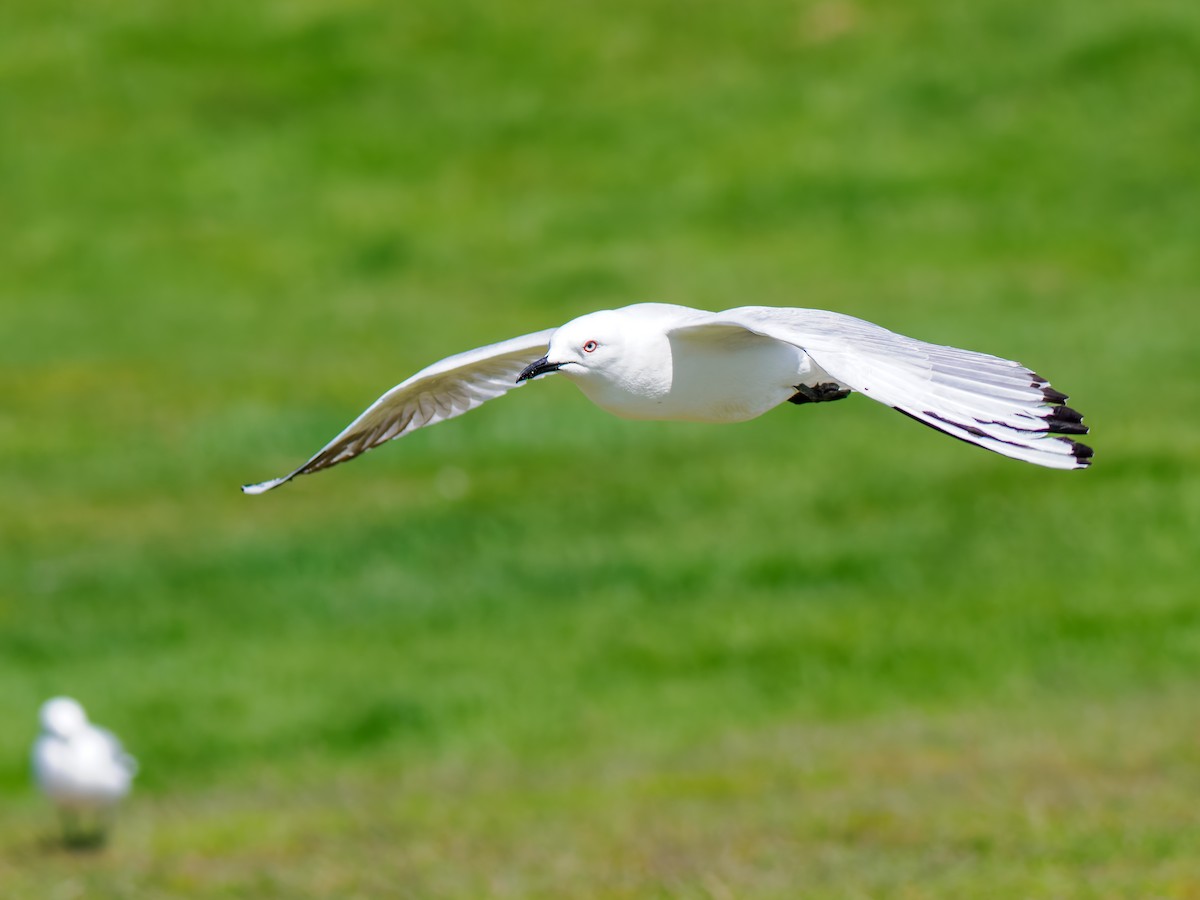 maorimåke - ML645892655