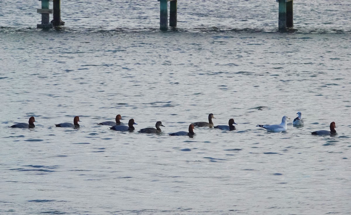 Redhead - ML645892670