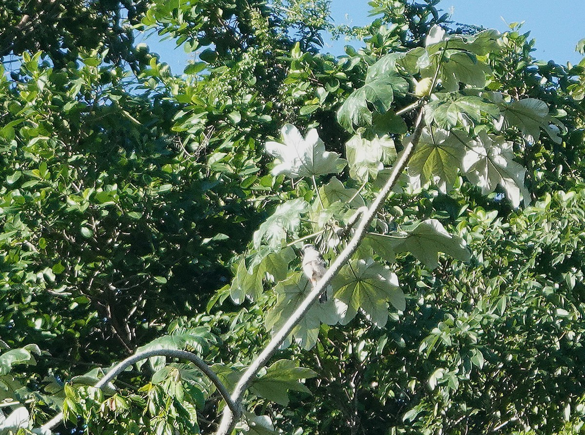 Ridgway's Hawk - ML645892673