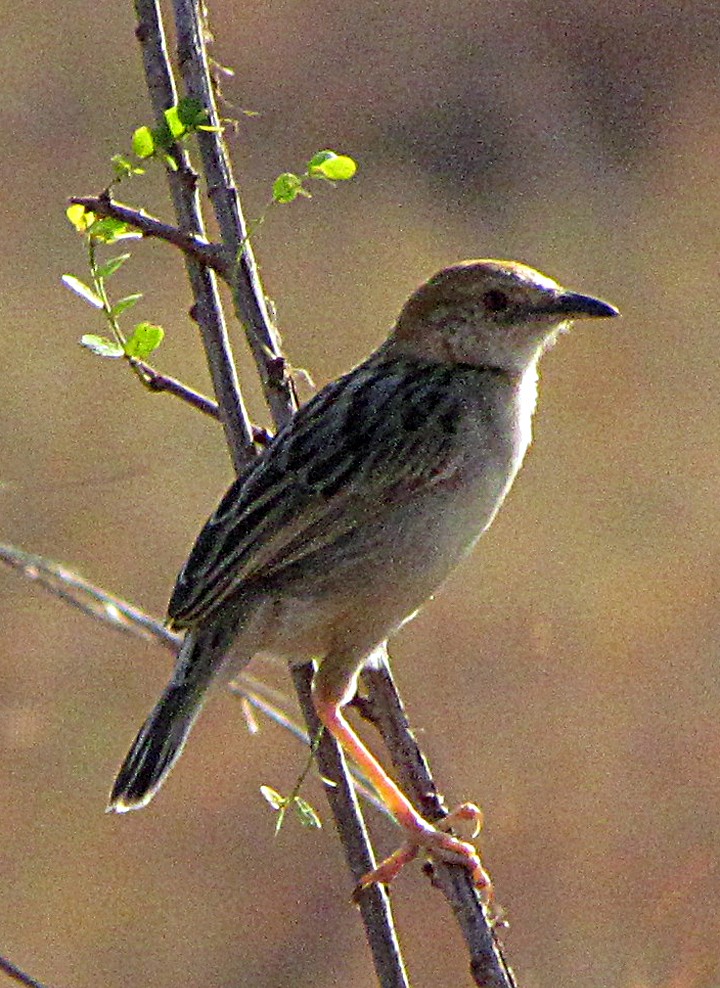 チビオセッカ - ML645892676