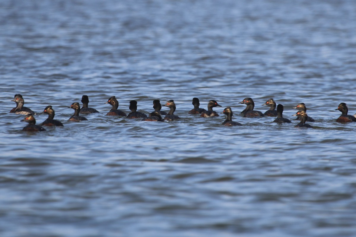 Eared Grebe - ML645892685