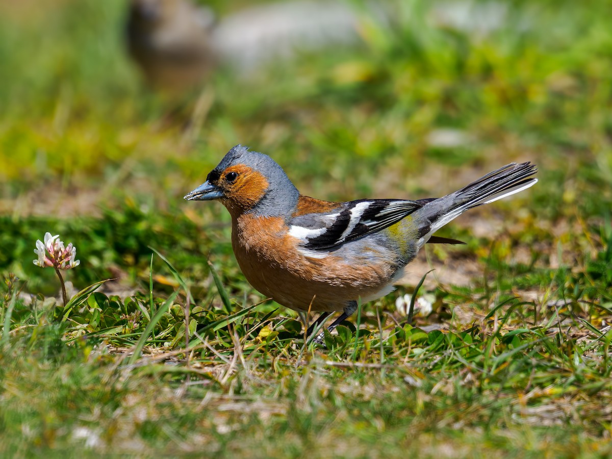 bokfink - ML645892686