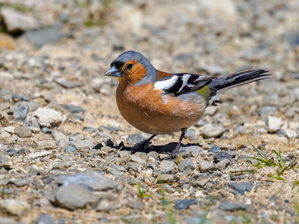 bokfink - ML645892687