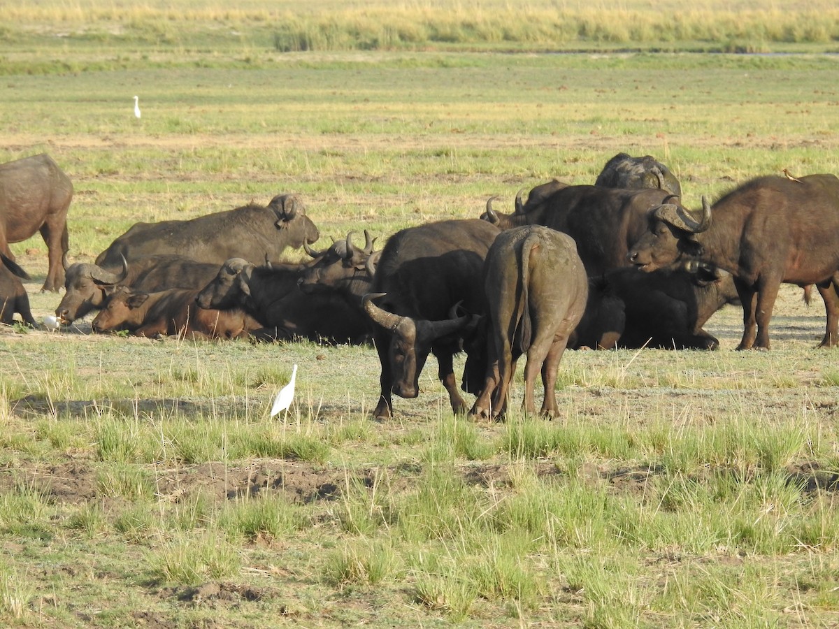 Red-billed Oxpecker - ML645892695