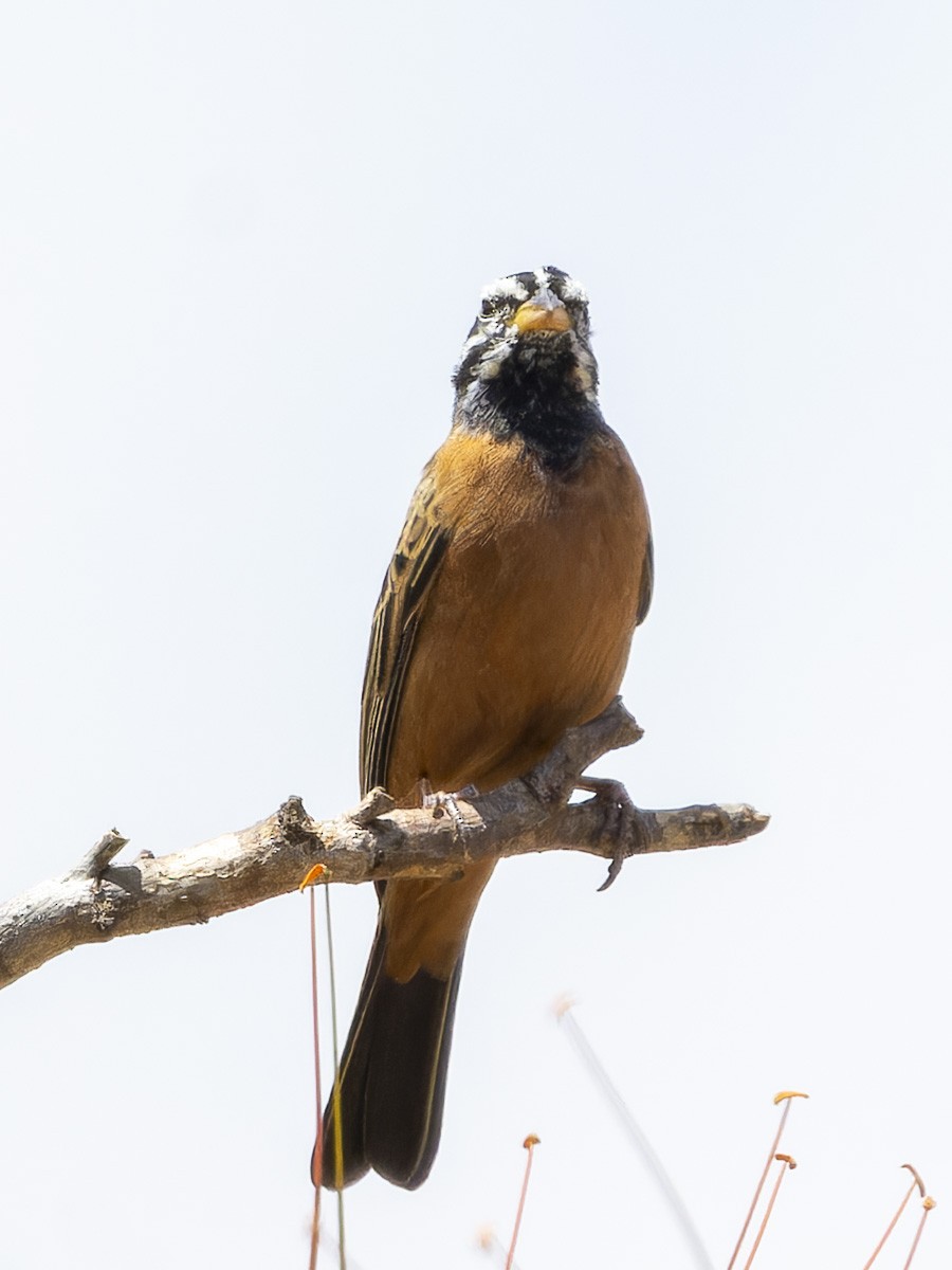 Cinnamon-breasted Bunting - ML645892705