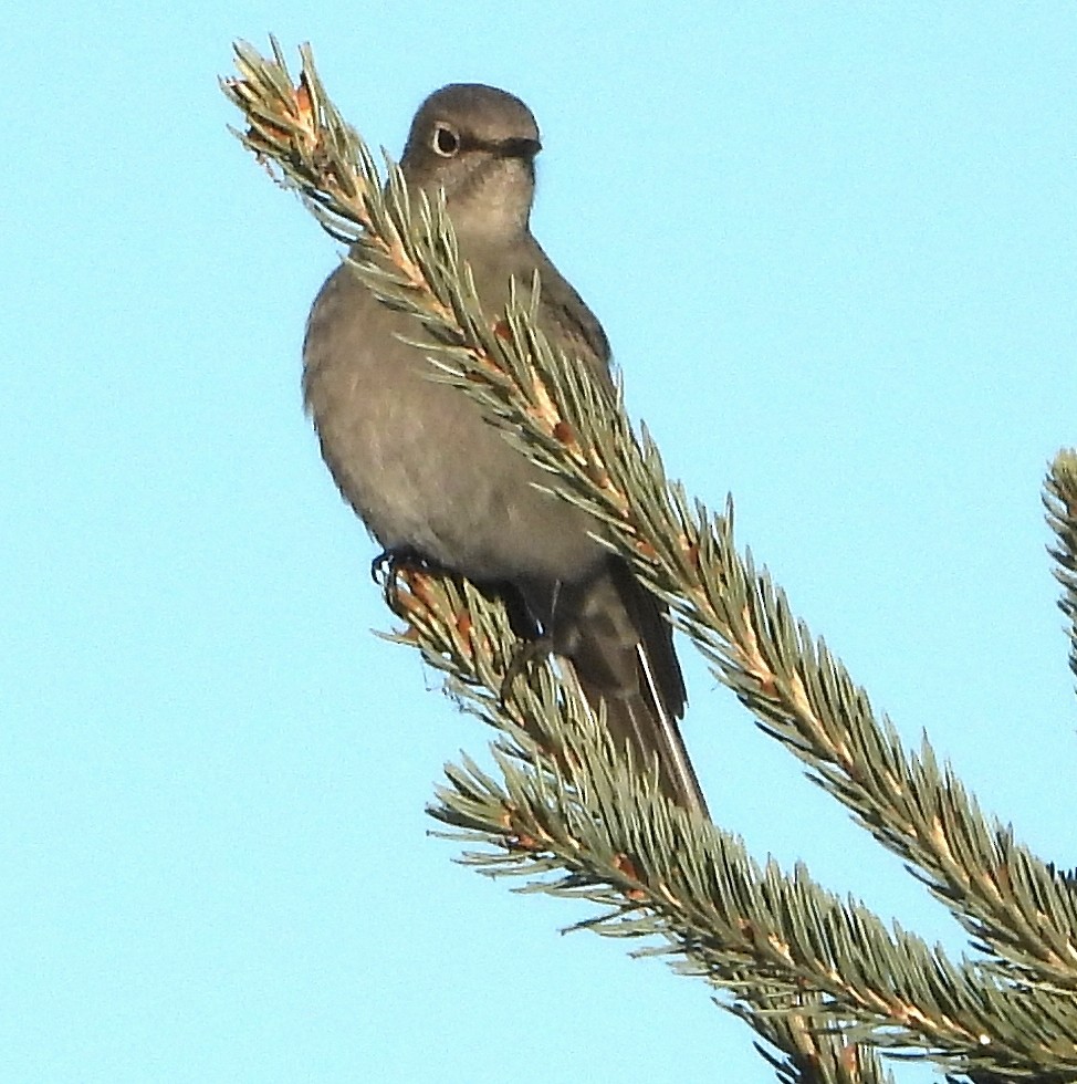 Townsend's Solitaire - ML645892712