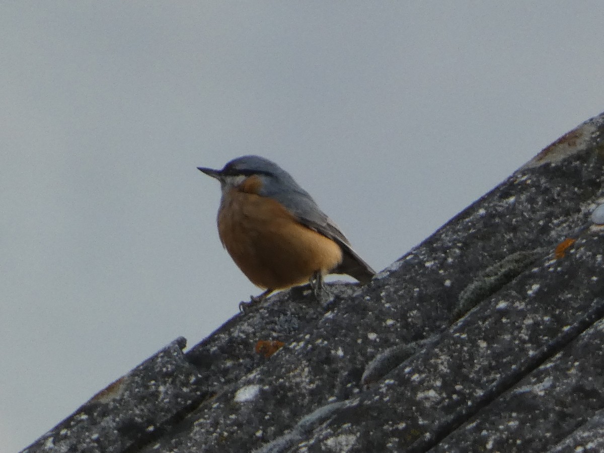 Eurasian Nuthatch - ML645892716