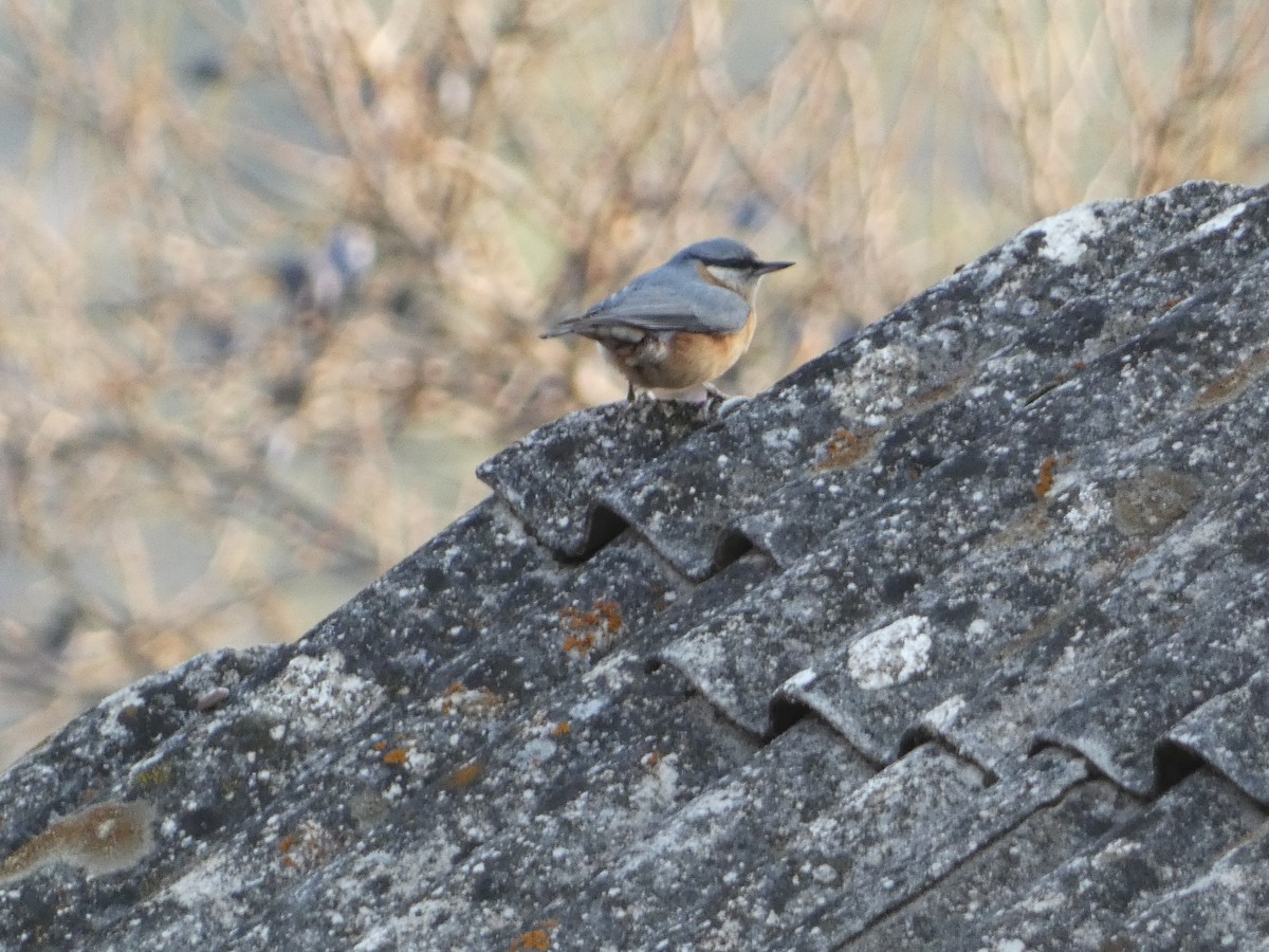 Eurasian Nuthatch - ML645892717