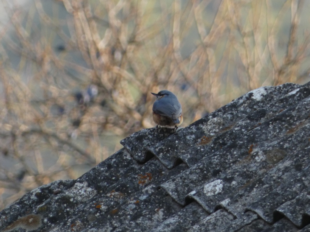 Eurasian Nuthatch - ML645892718