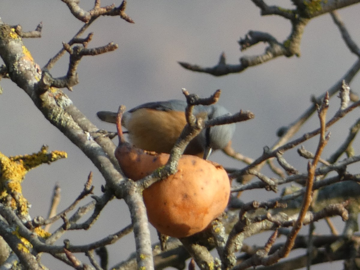 Garrapo eurasiarra - ML645892719