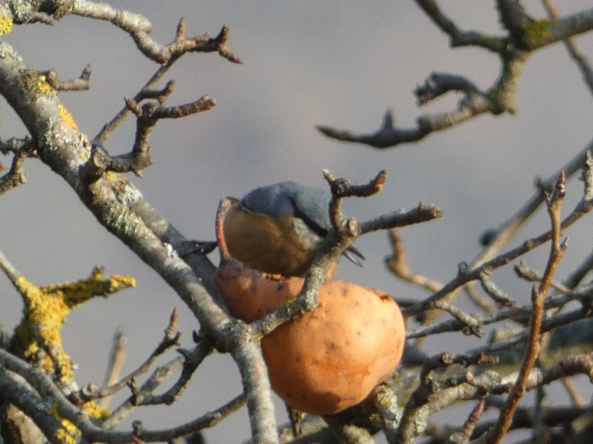 Garrapo eurasiarra - ML645892720