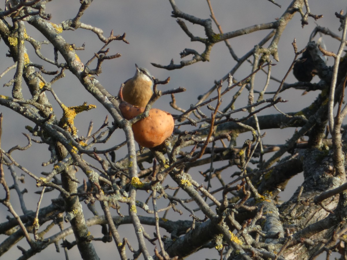 Garrapo eurasiarra - ML645892721