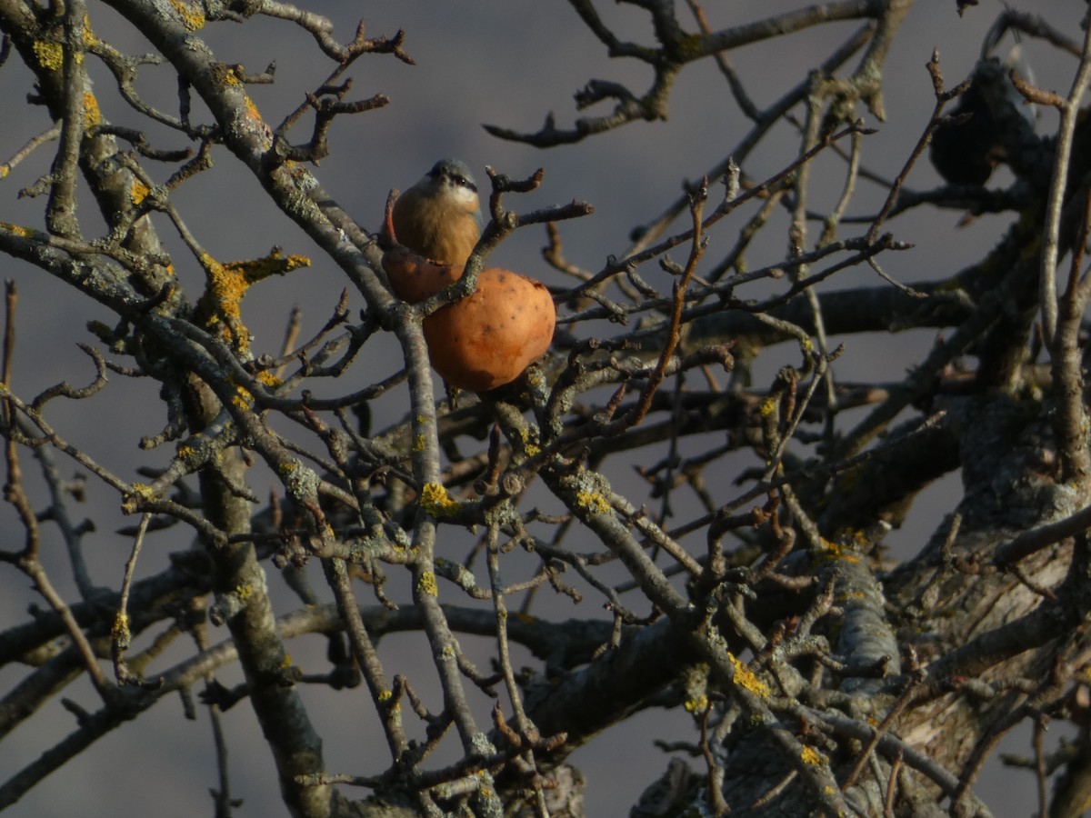 Garrapo eurasiarra - ML645892722