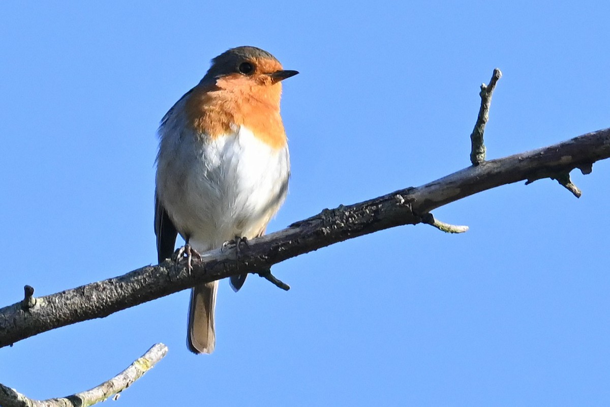 European Robin - ML645892727