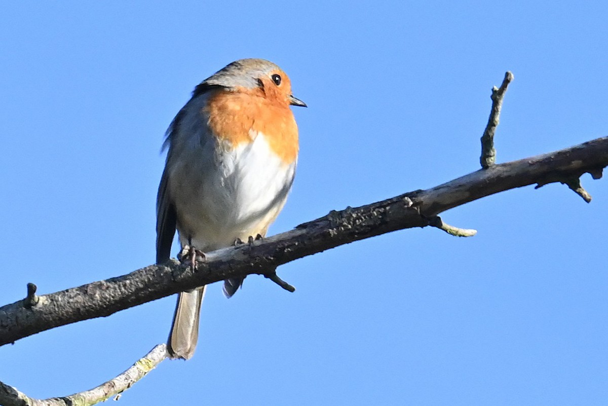 European Robin - ML645892731