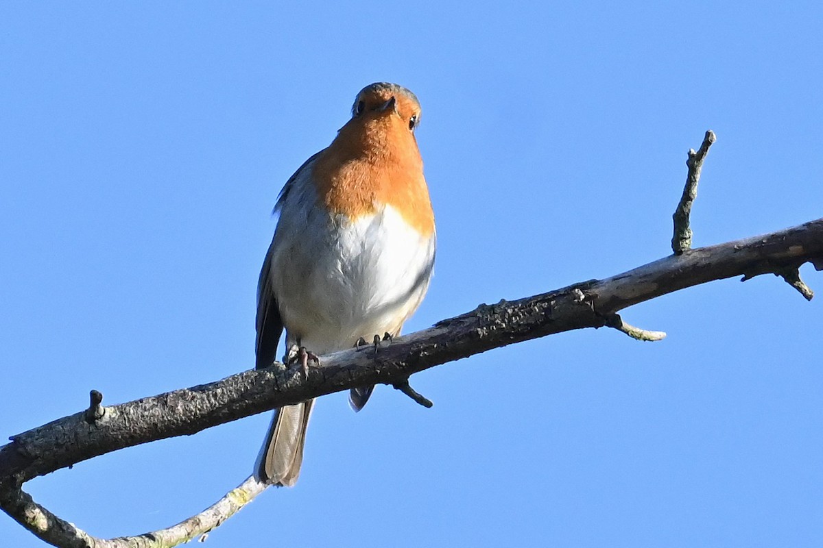 European Robin - ML645892733