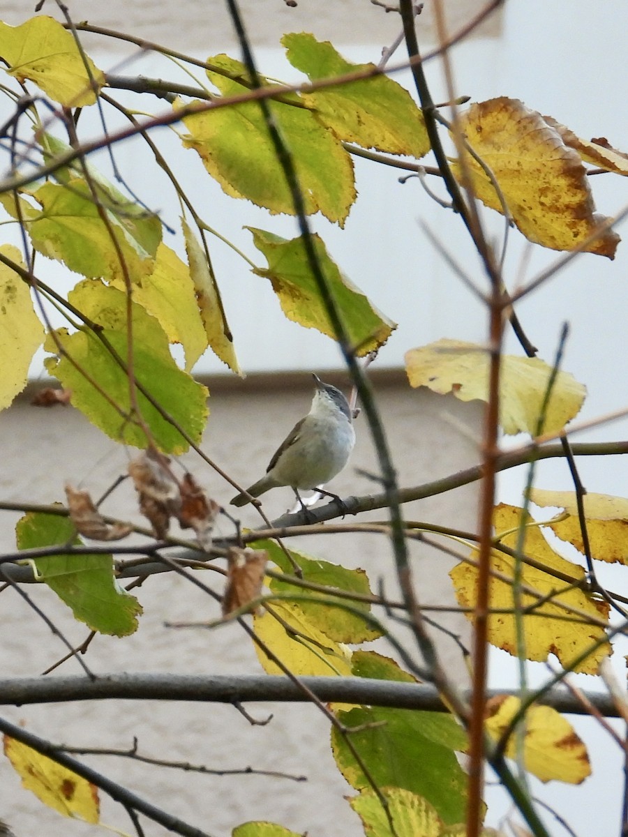 Lesser Whitethroat - ML645892742