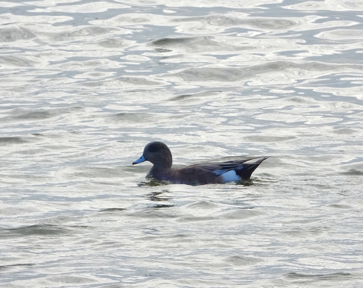 American Wigeon - ML645892743