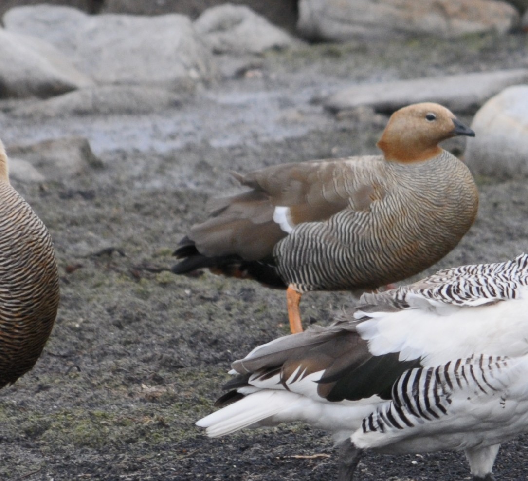 チャガシラコバシガン - ML645892744