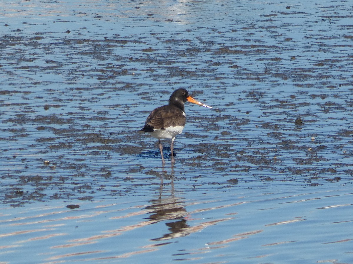 Алаг хясаач - ML645892746