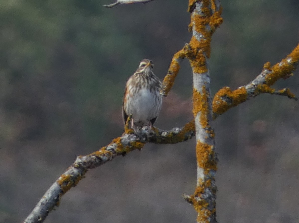 Redwing - ML645892760