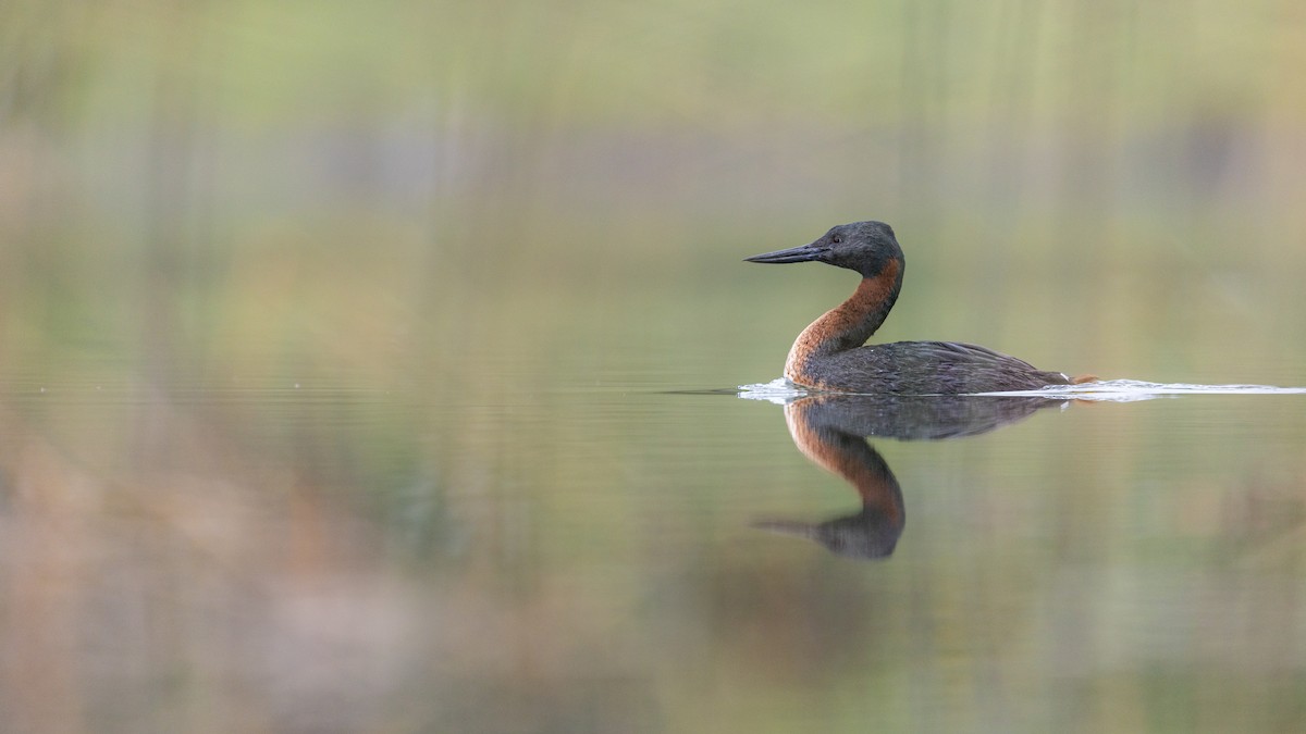 Great Grebe - ML645892761