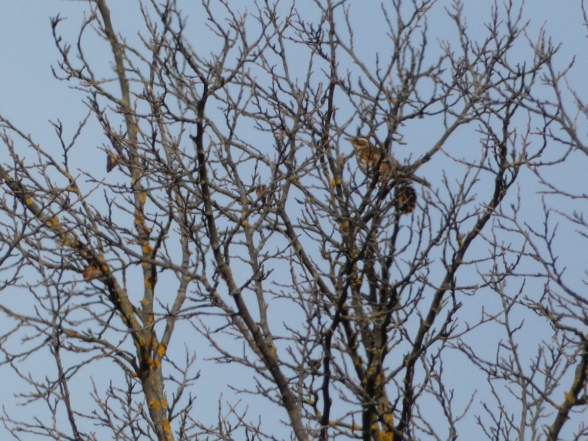 Дрізд білобровий - ML645892762