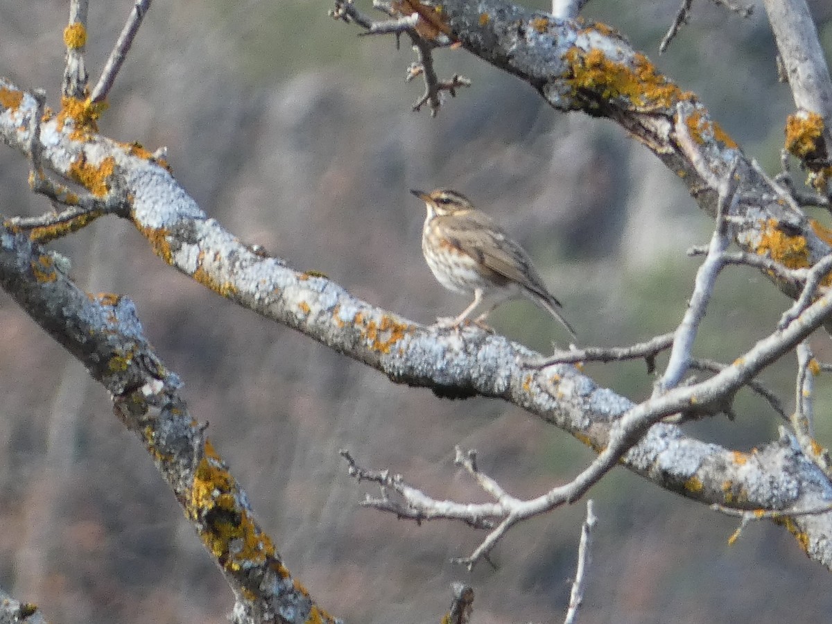 Дрізд білобровий - ML645892764
