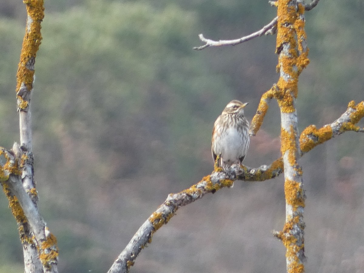 Дрізд білобровий - ML645892765
