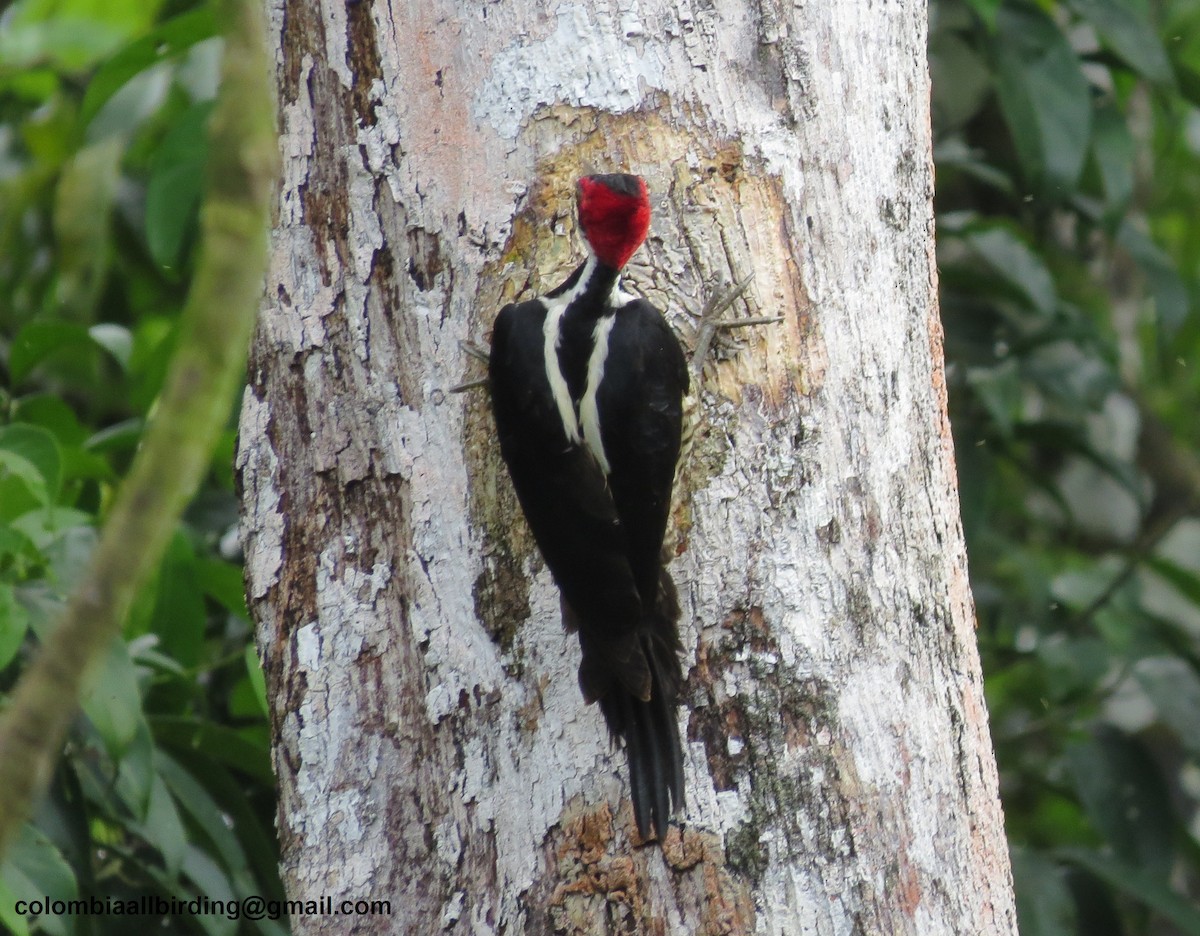 Crimson-crested Woodpecker - ML645892770