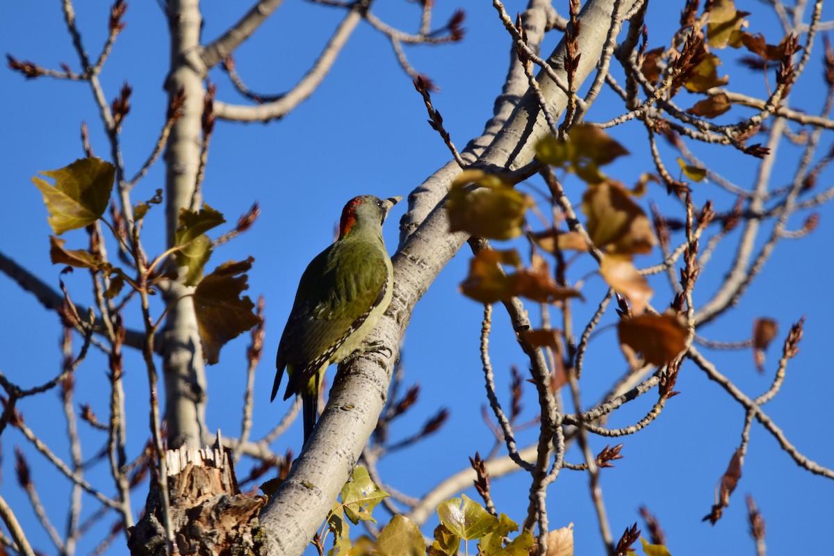 Iberian Green Woodpecker - ML645892771