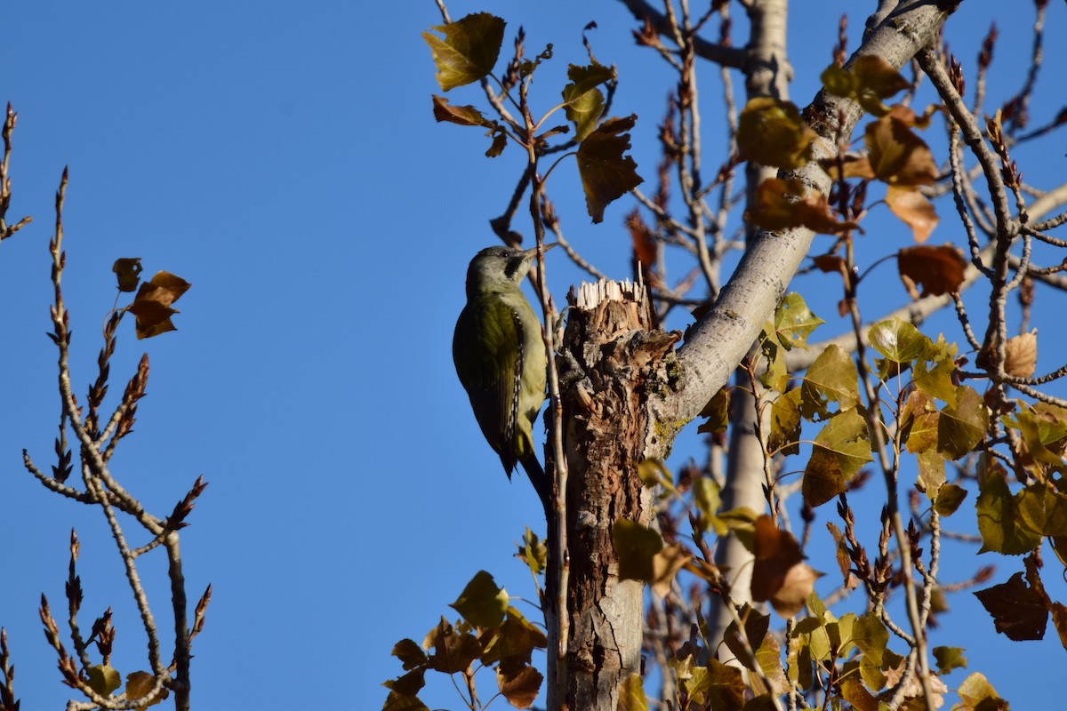 Iberian Green Woodpecker - ML645892772