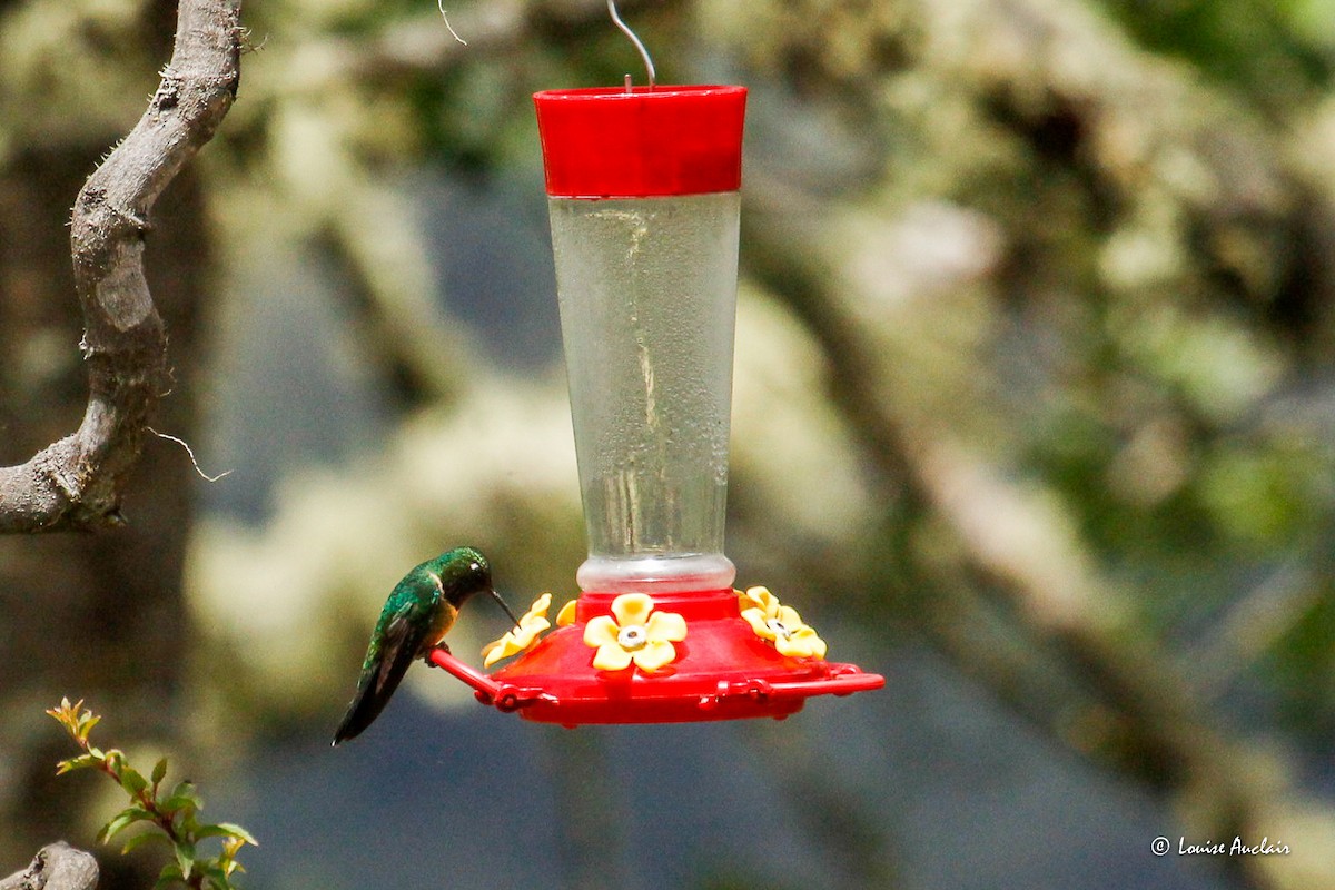 Amethyst-throated Sunangel - ML645892773