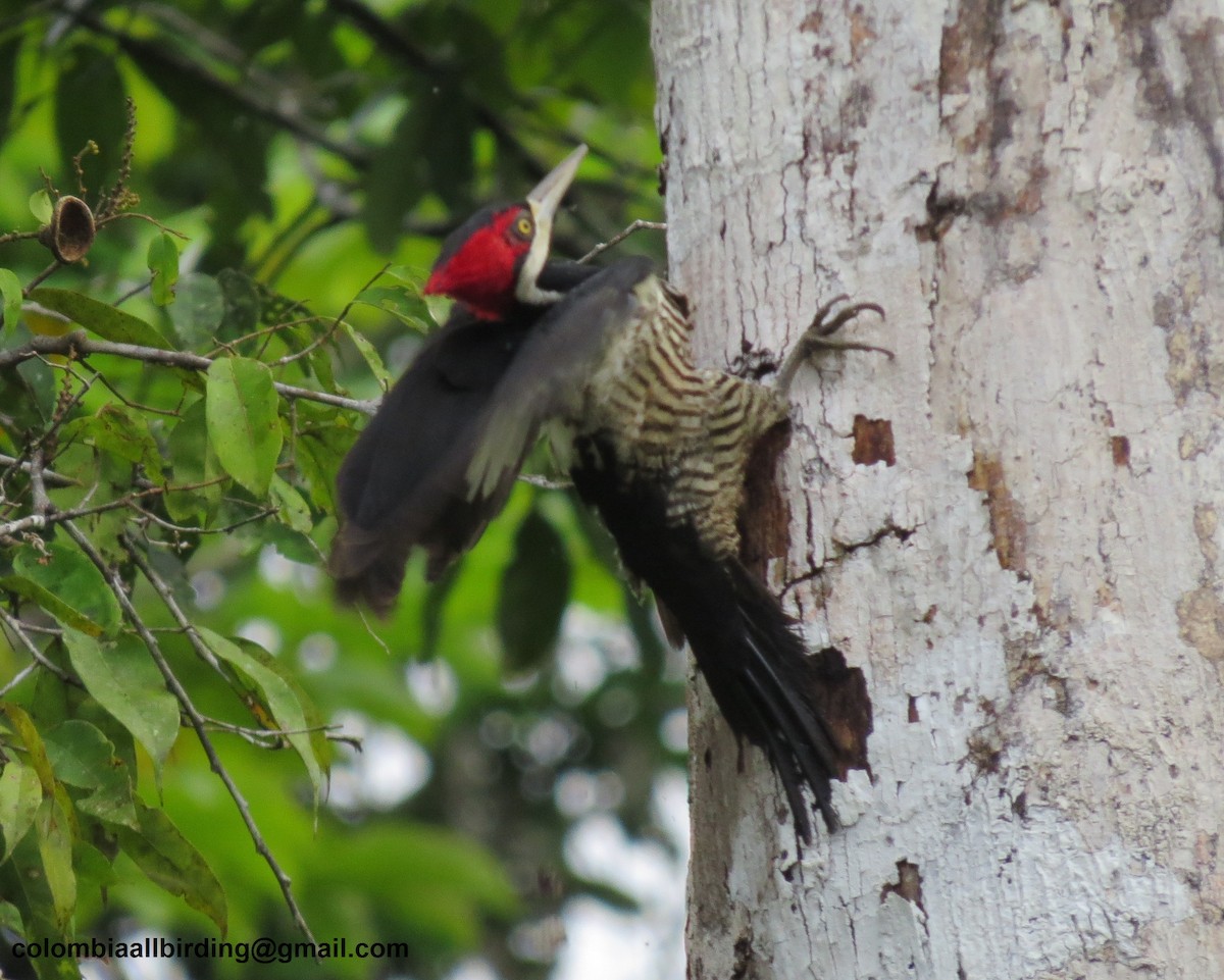 Crimson-crested Woodpecker - ML645892775