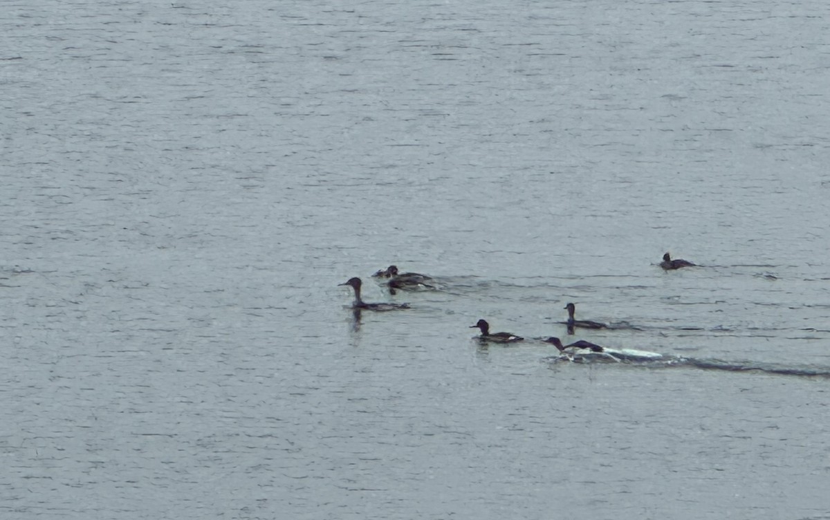 Red-breasted Merganser - ML645892776