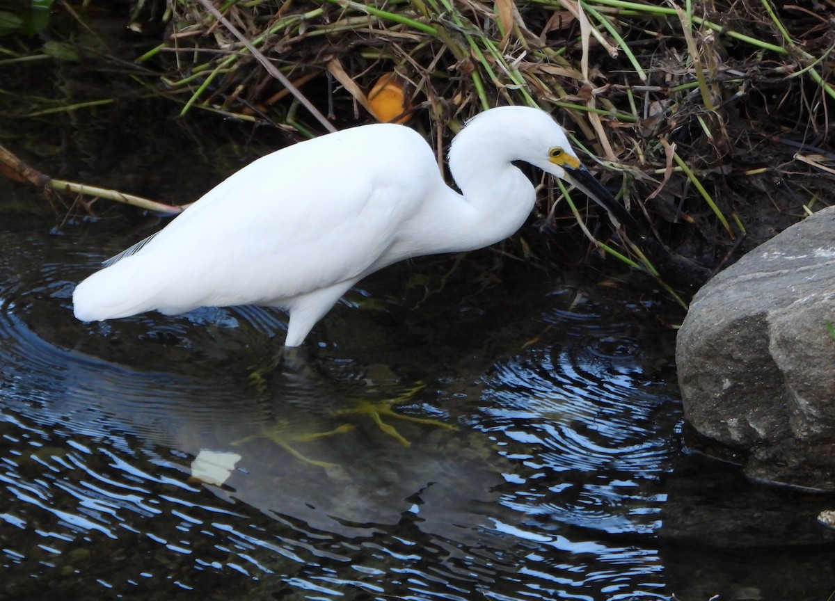 Snowy Egret - ML645892779