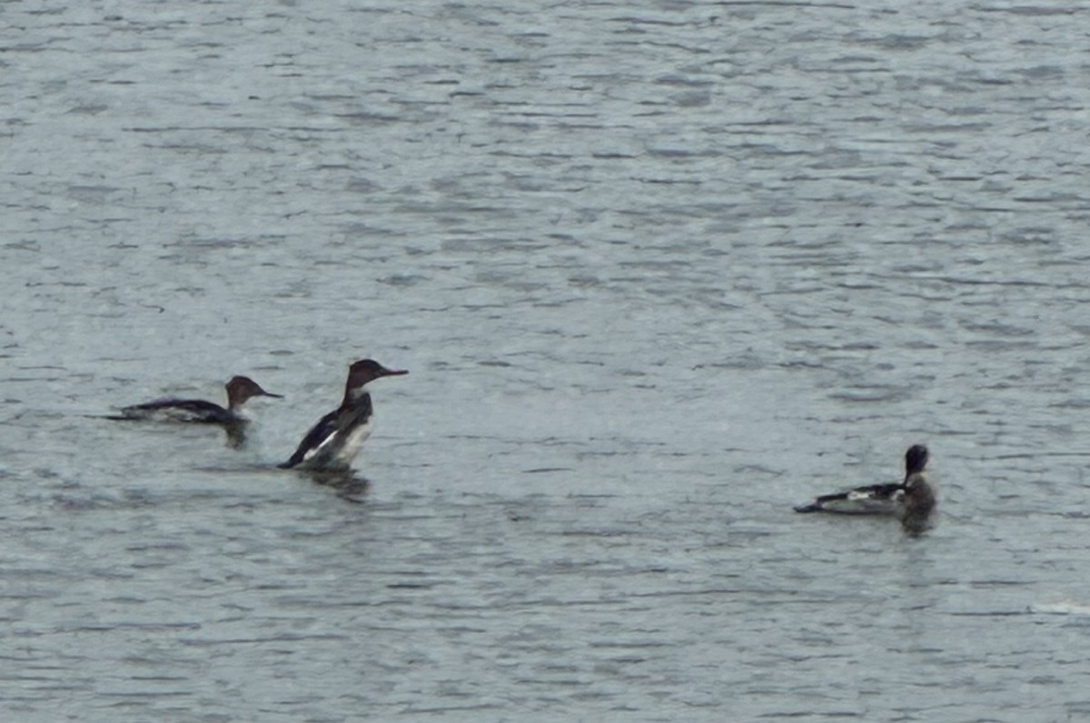 Smergo minore - ML645892781