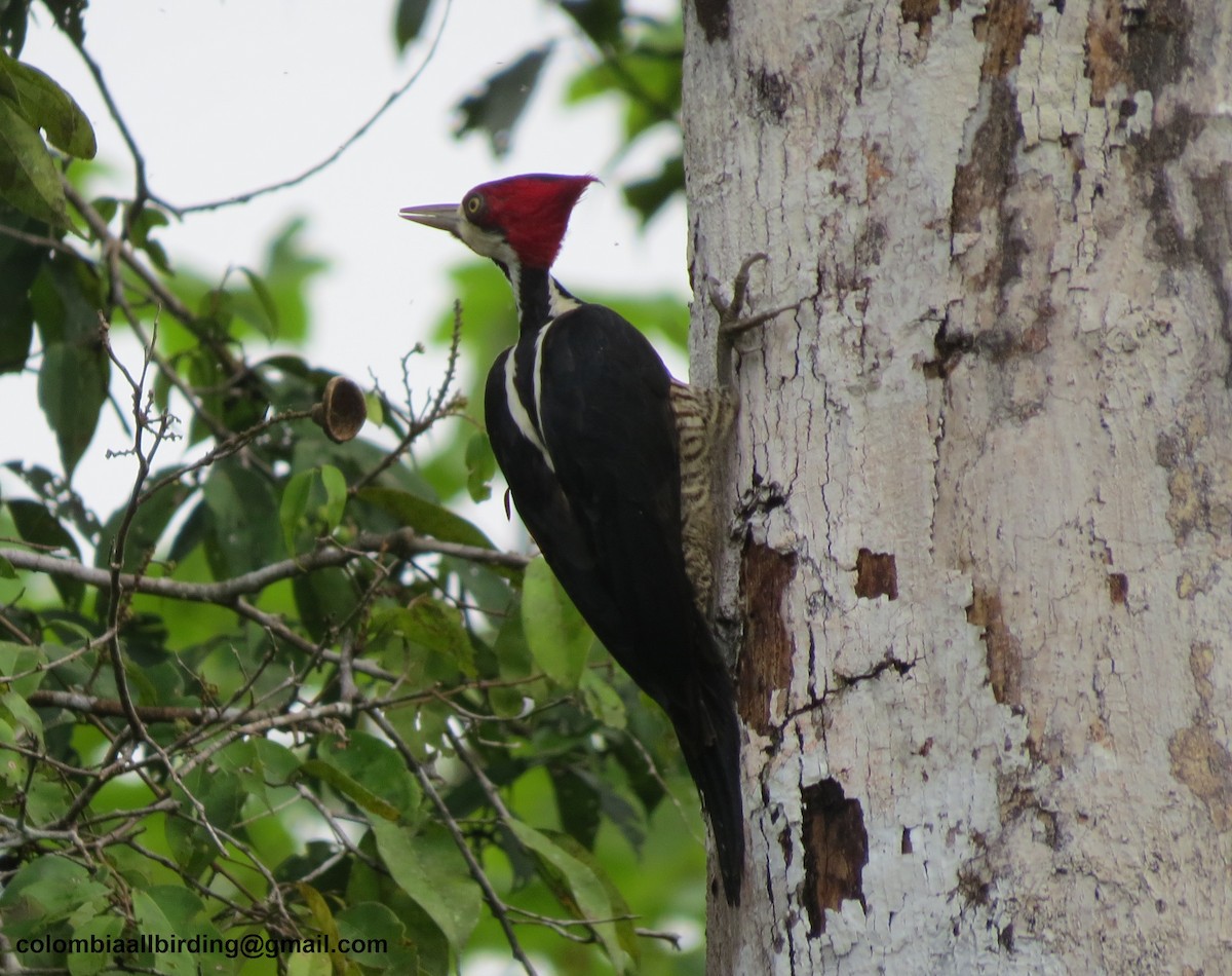 Crimson-crested Woodpecker - ML645892782