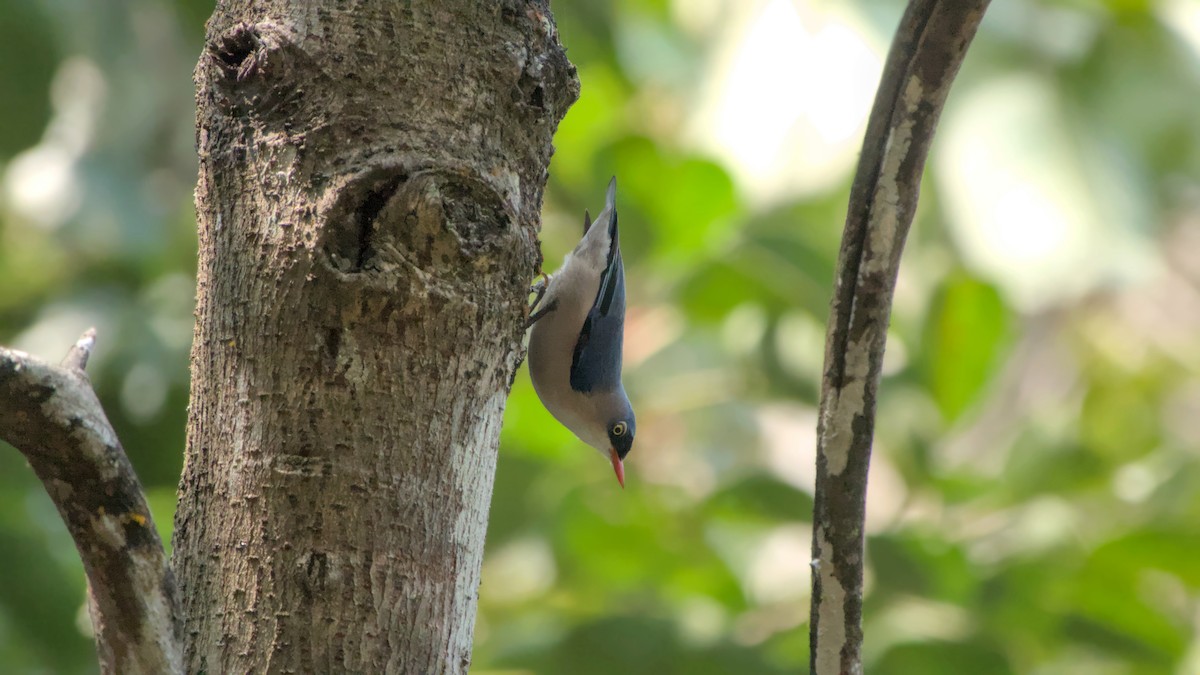 Velvet-fronted Nuthatch - ML645892783