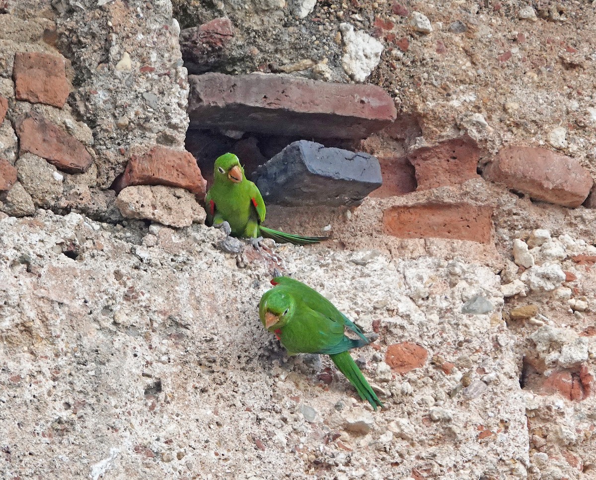 Hispaniolan Parakeet - ML645892786