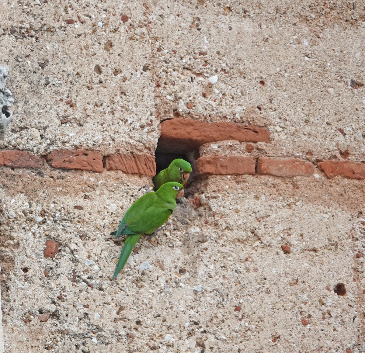 Hispaniolan Parakeet - ML645892788
