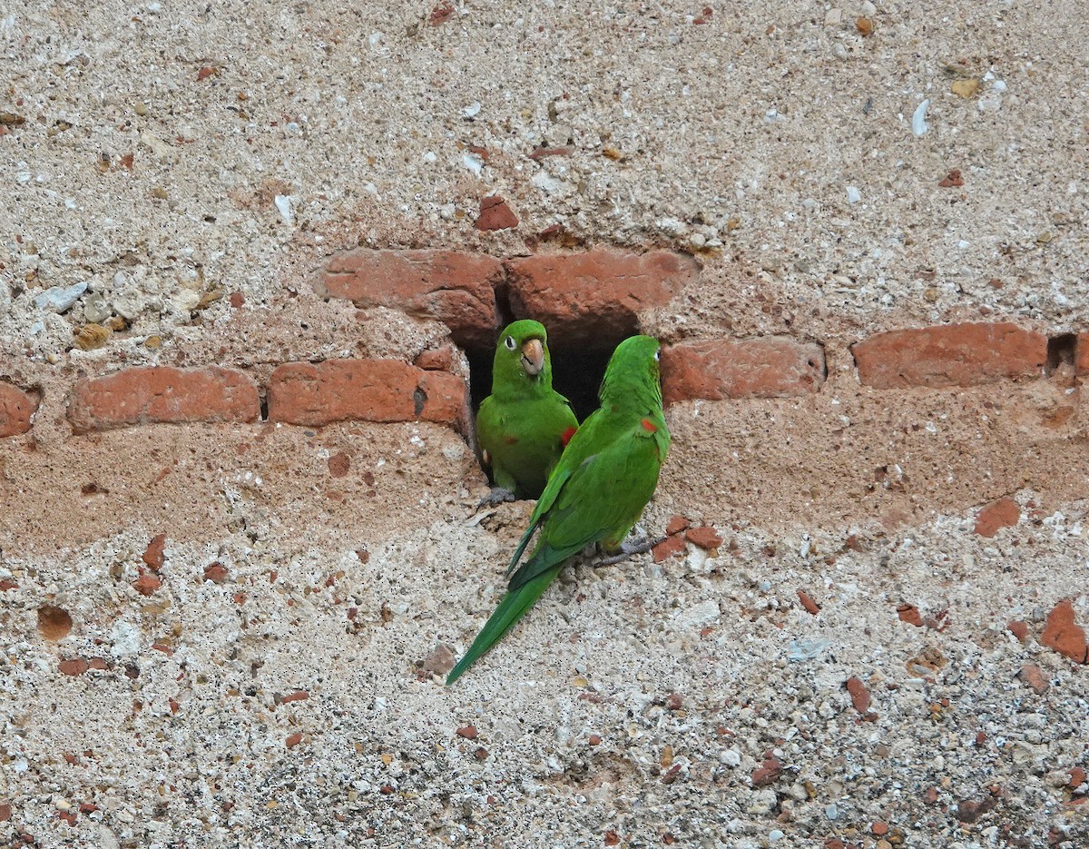 Hispaniolan Parakeet - ML645892789