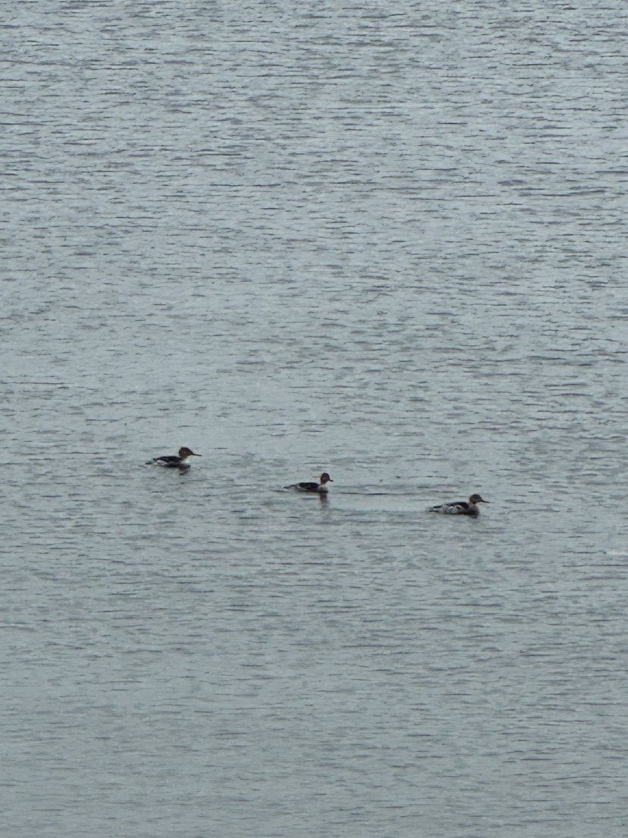 Smergo minore - ML645892790