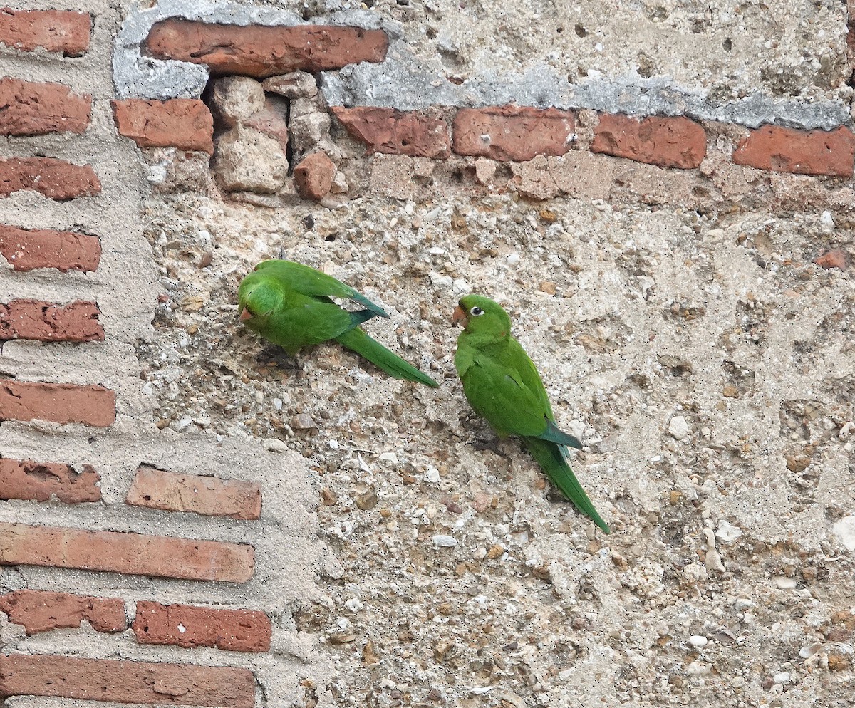 Hispaniolan Parakeet - ML645892791