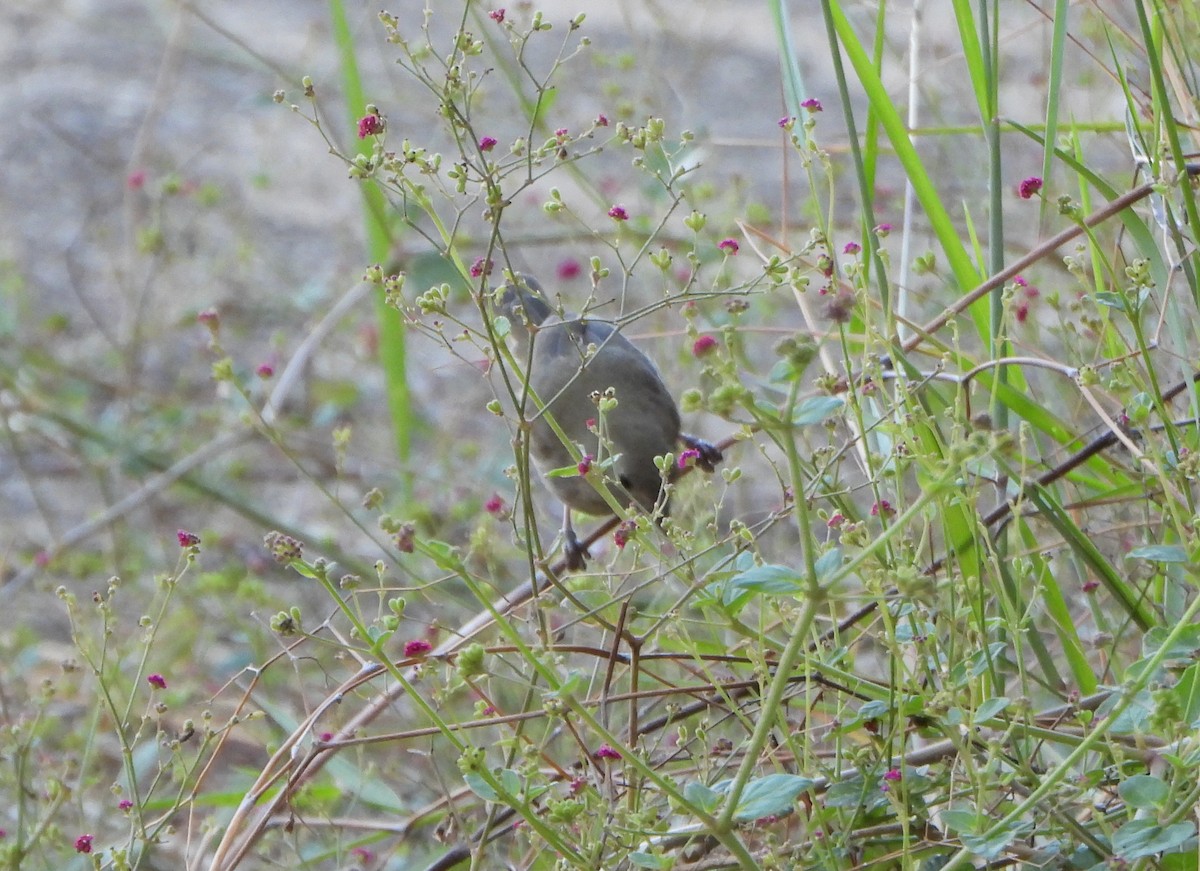 Black-faced Grassquit - ML645892793