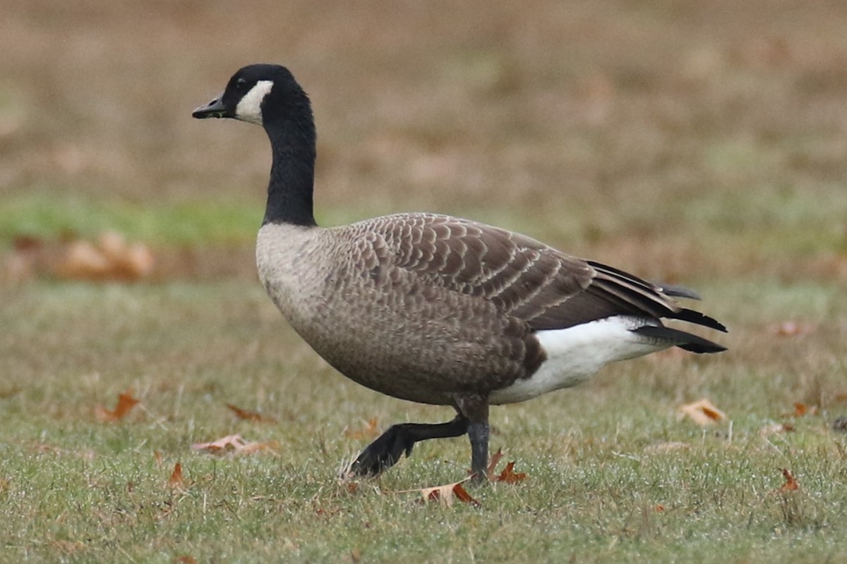 Canada Goose - ML645892796