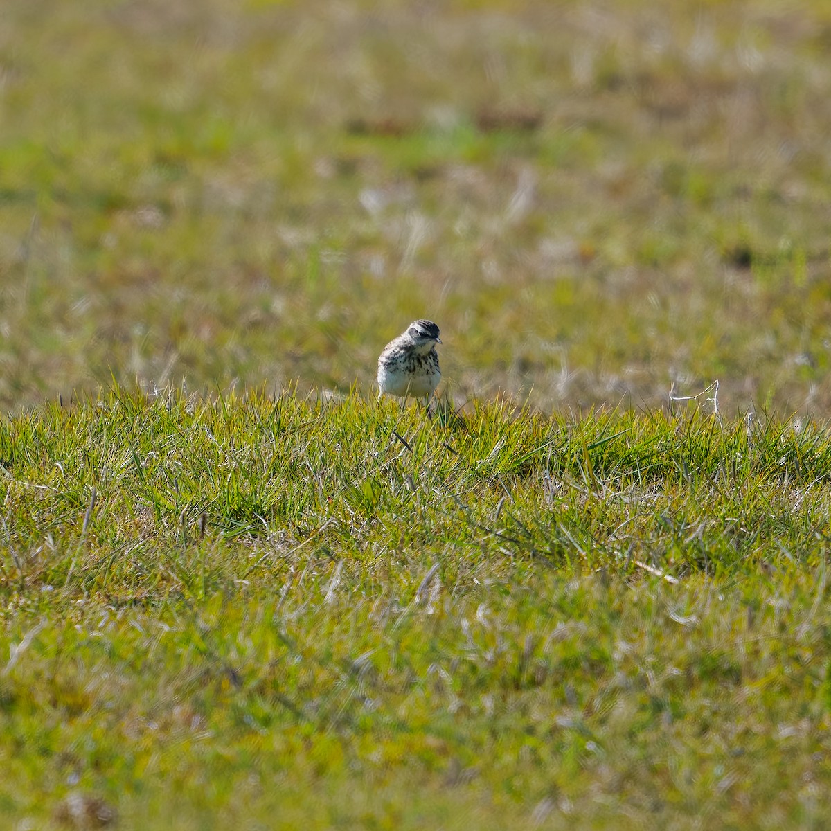 New Zealand Pipit - ML645892797