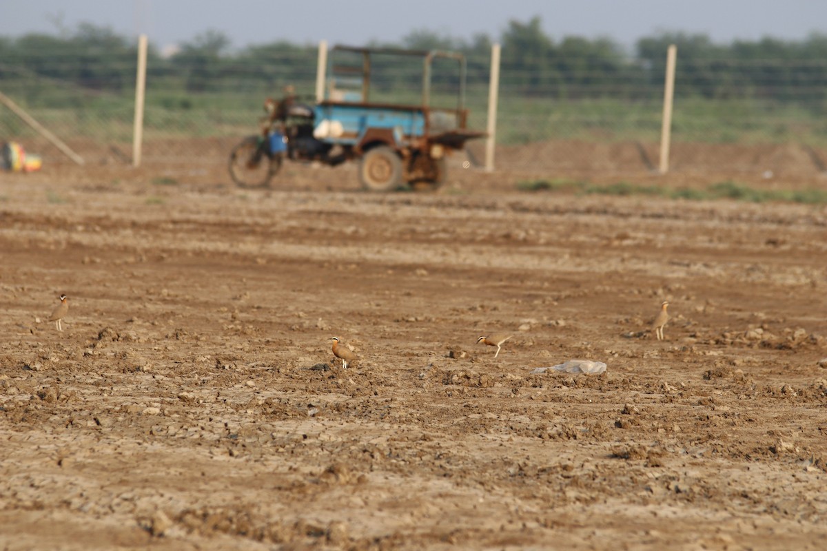 Indian Courser - ML645892798