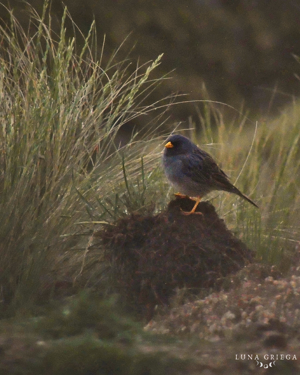 Band-tailed Sierra Finch - ML645892799
